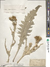 Cirsium douglasii var. breweri image