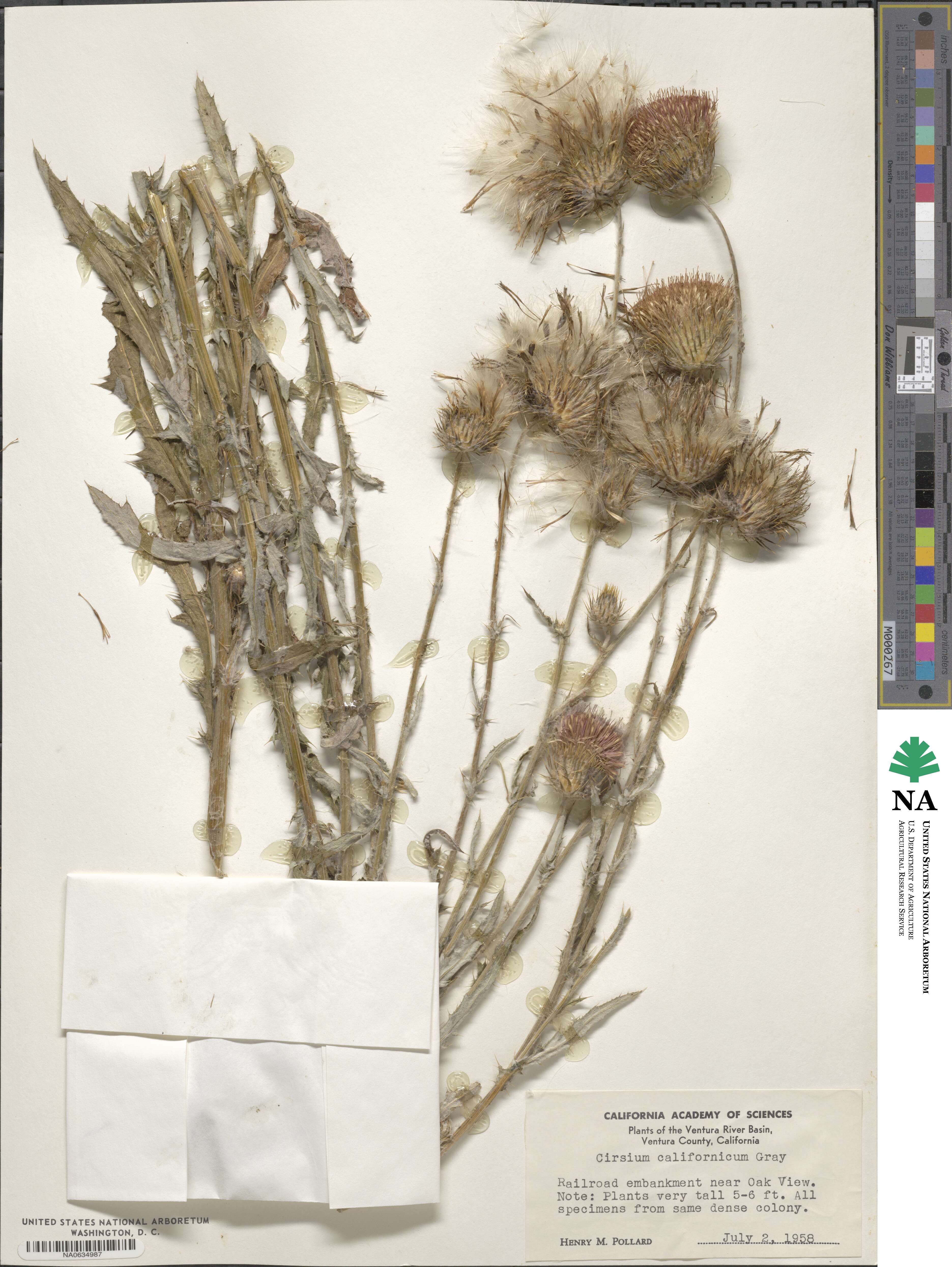 Cirsium occidentale var. californicum image