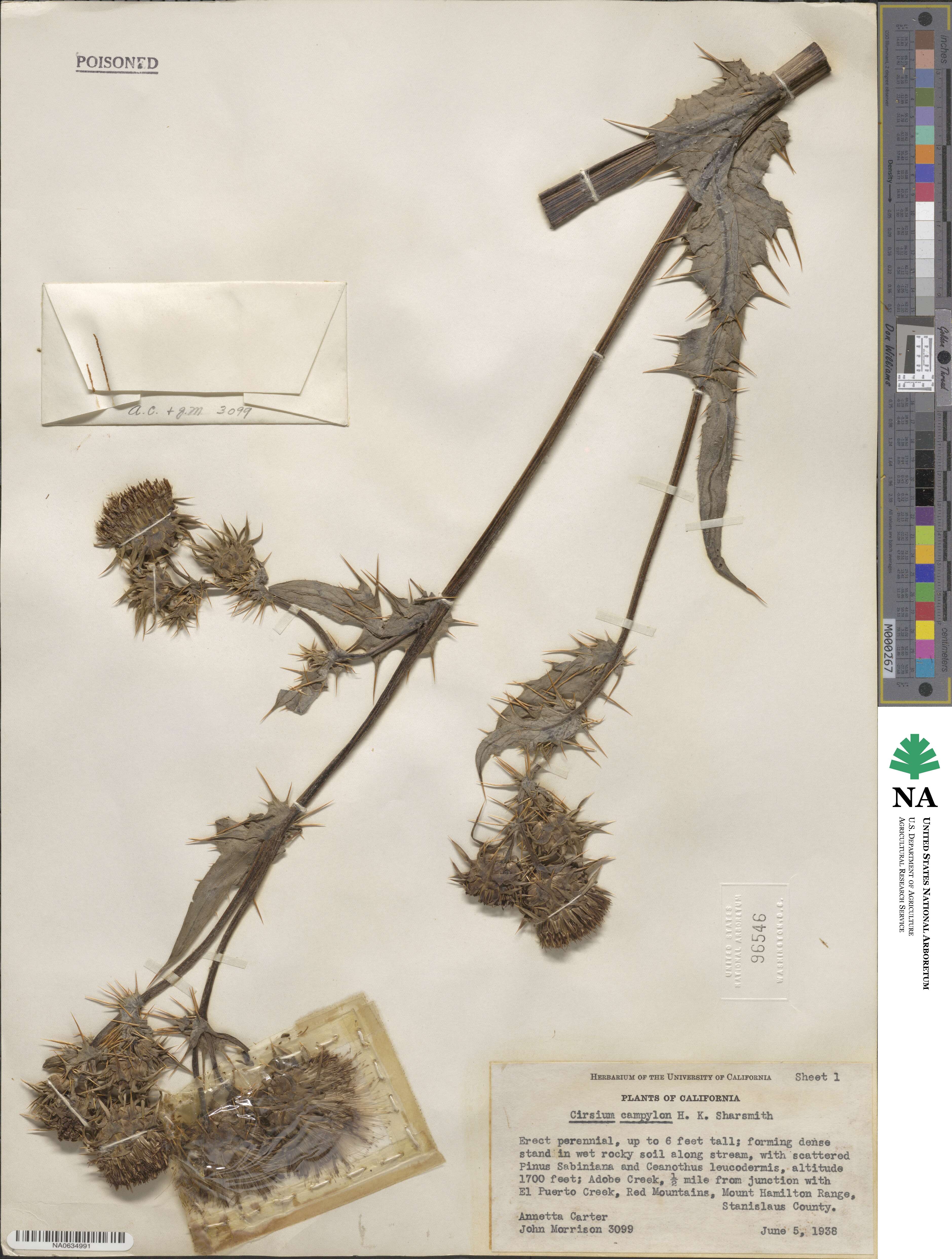 Cirsium fontinale var. campylon image