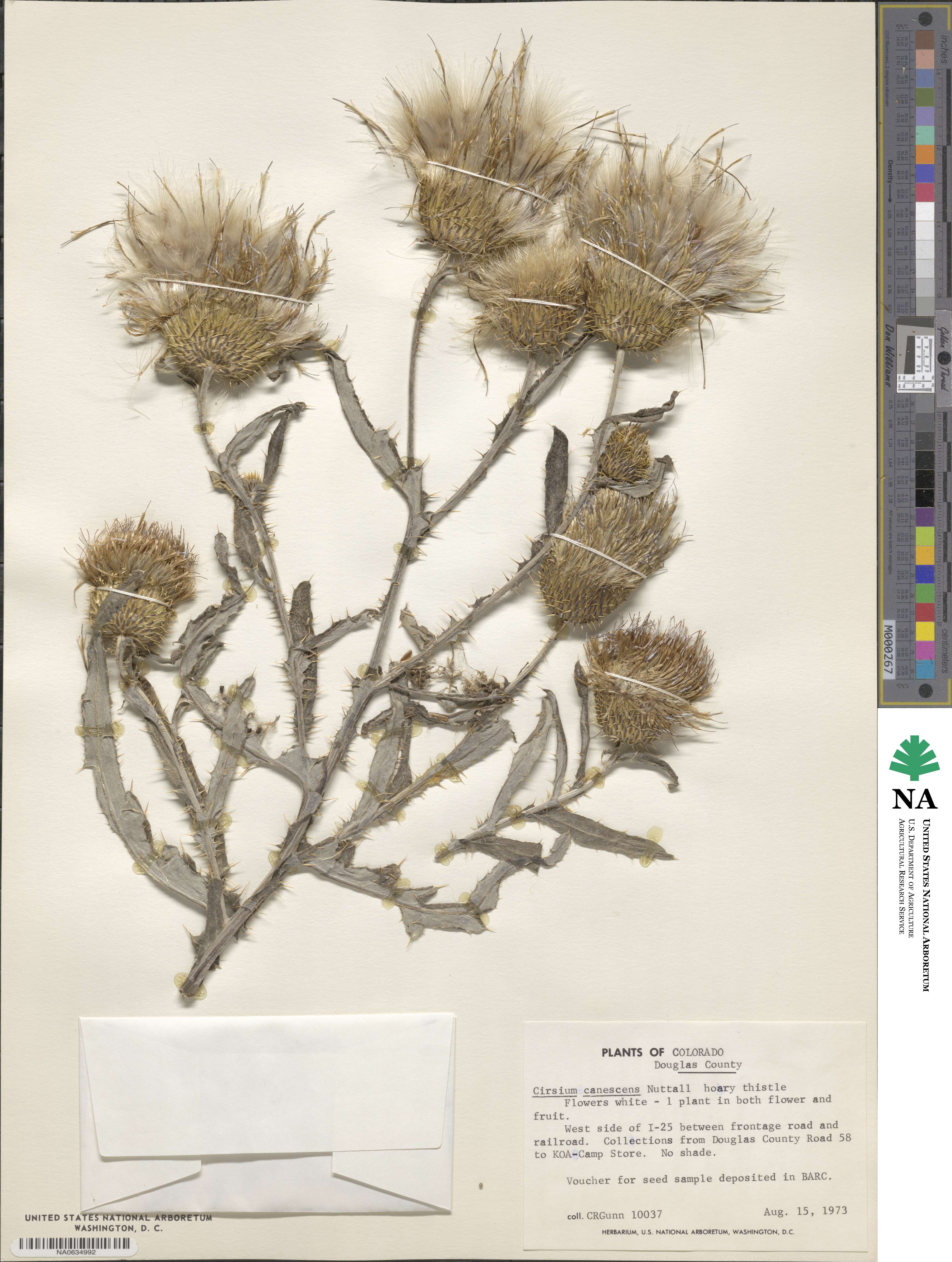 Cirsium canescens image