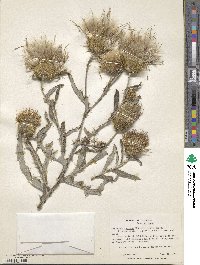 Cirsium canescens image