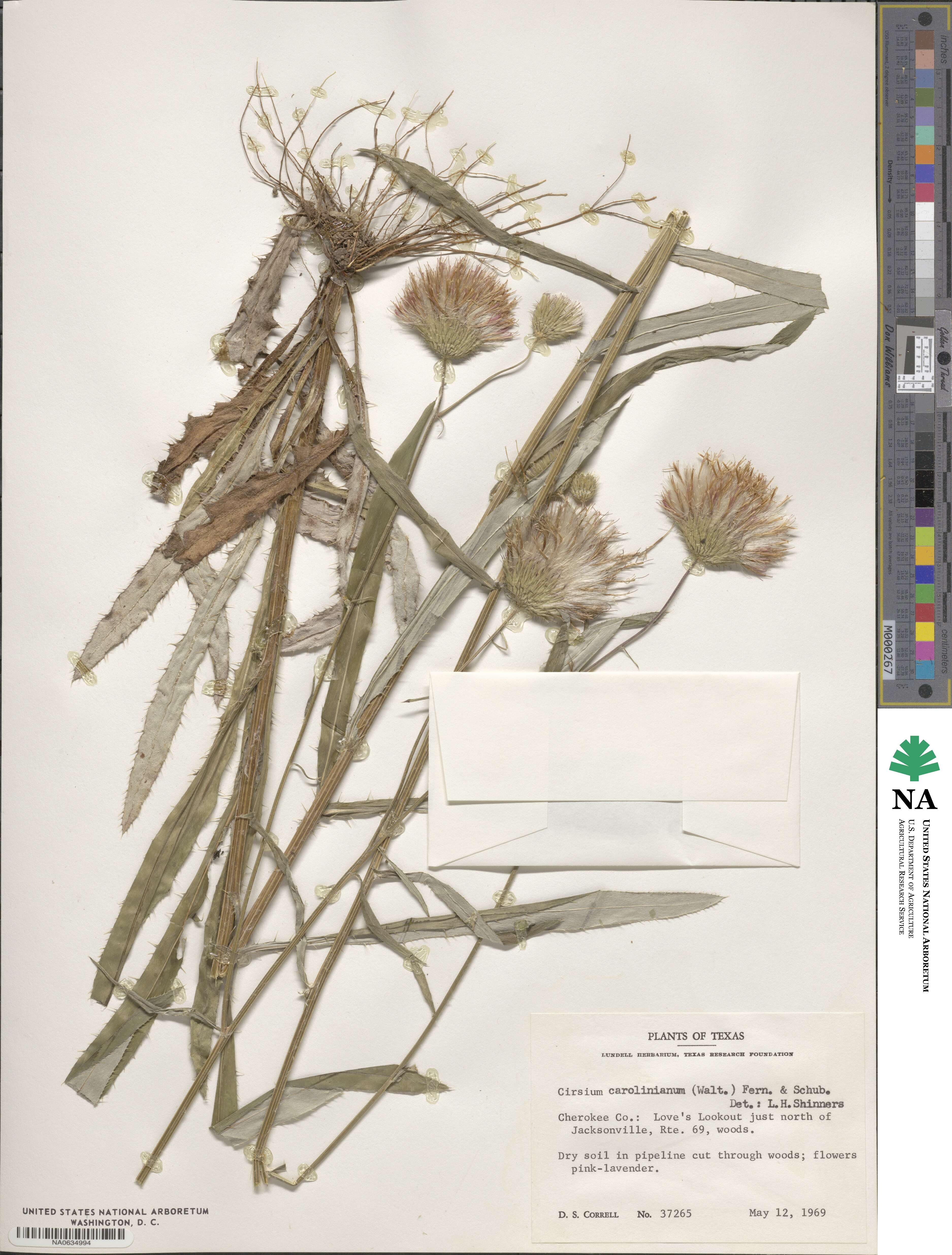 Cirsium carolinianum image