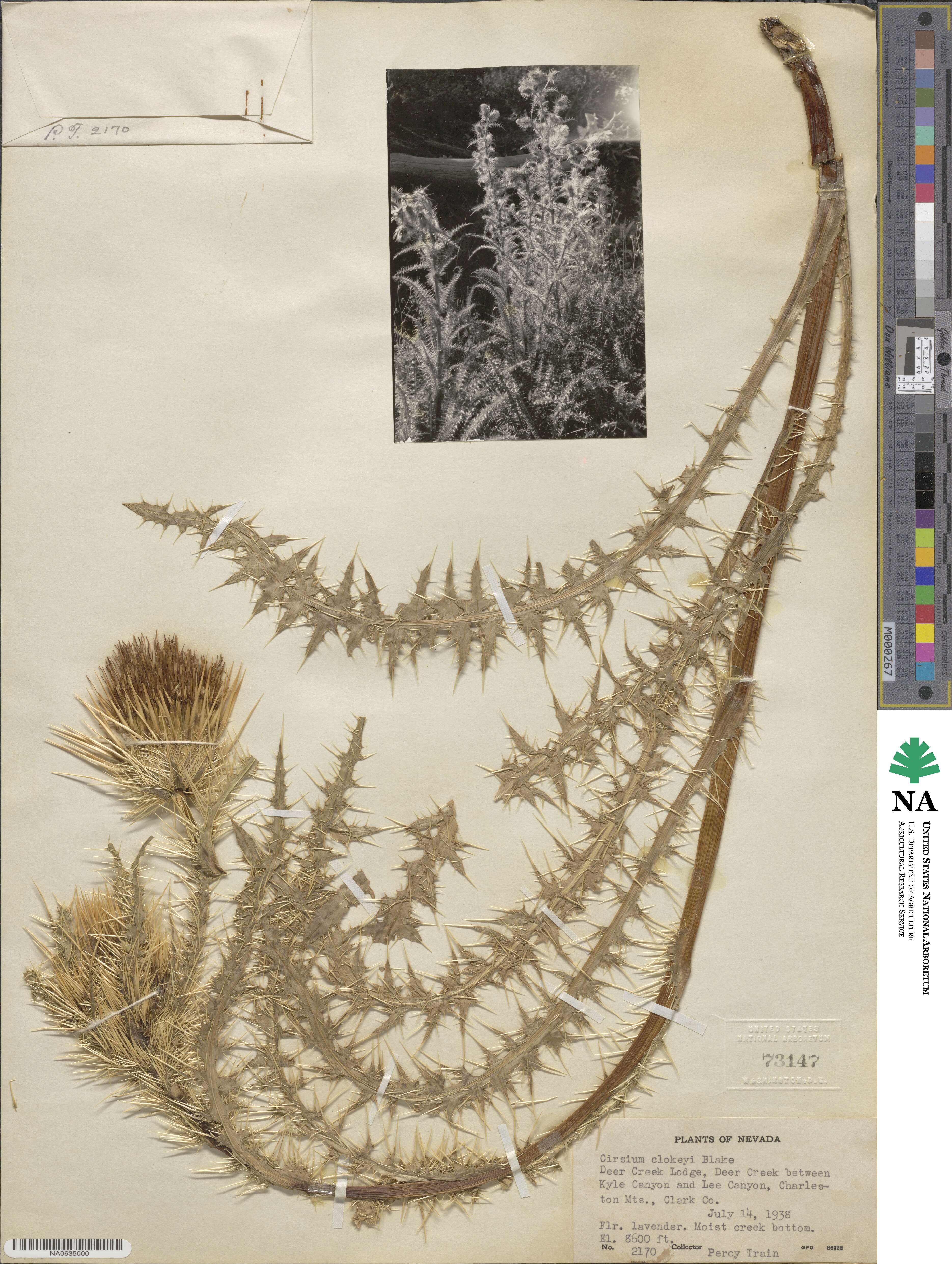 Cirsium eatonii var. clokeyi image