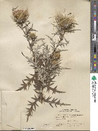 Cirsium discolor image