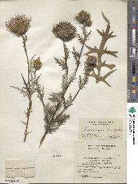 Cirsium discolor image