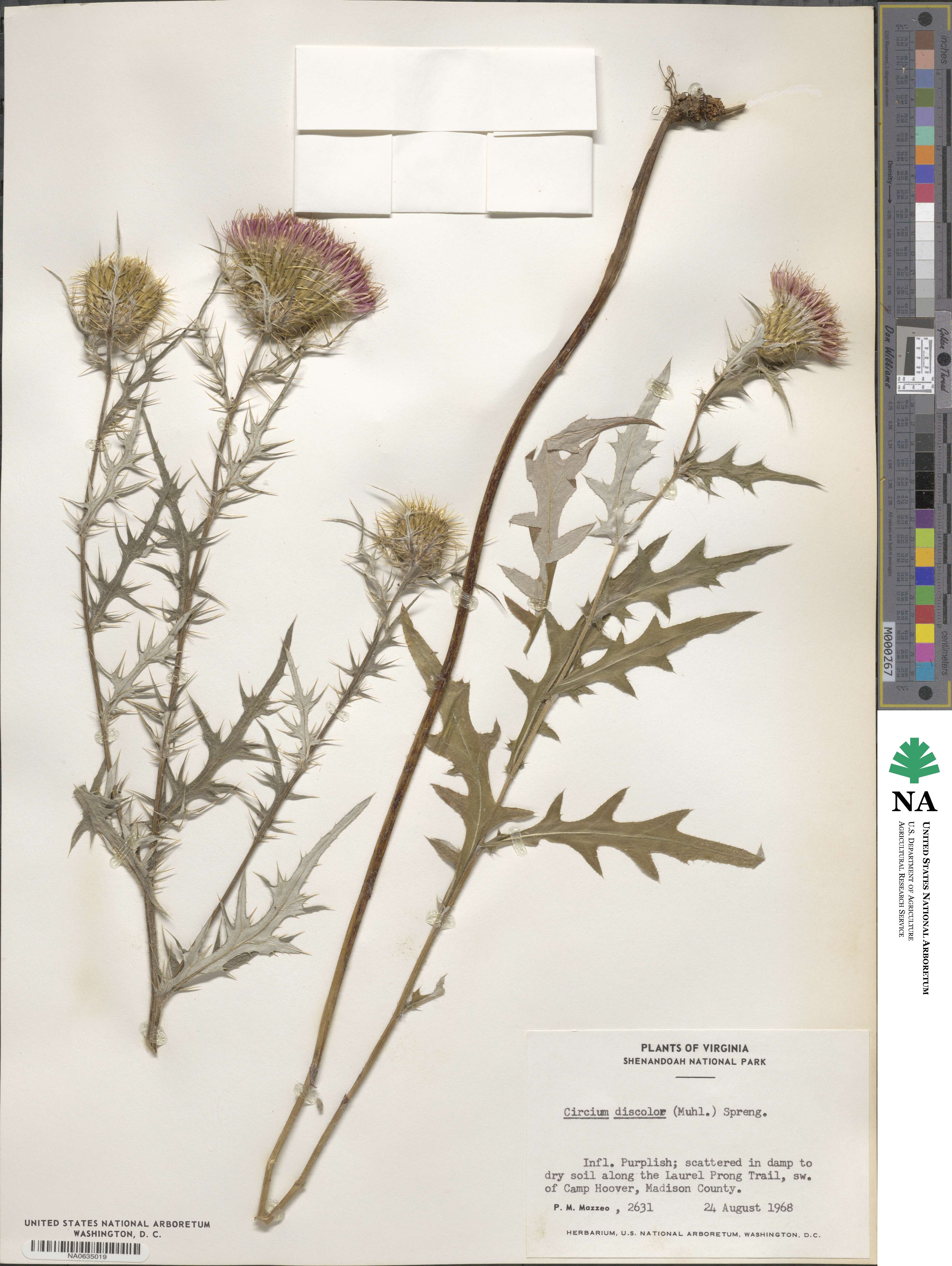 Cirsium discolor image