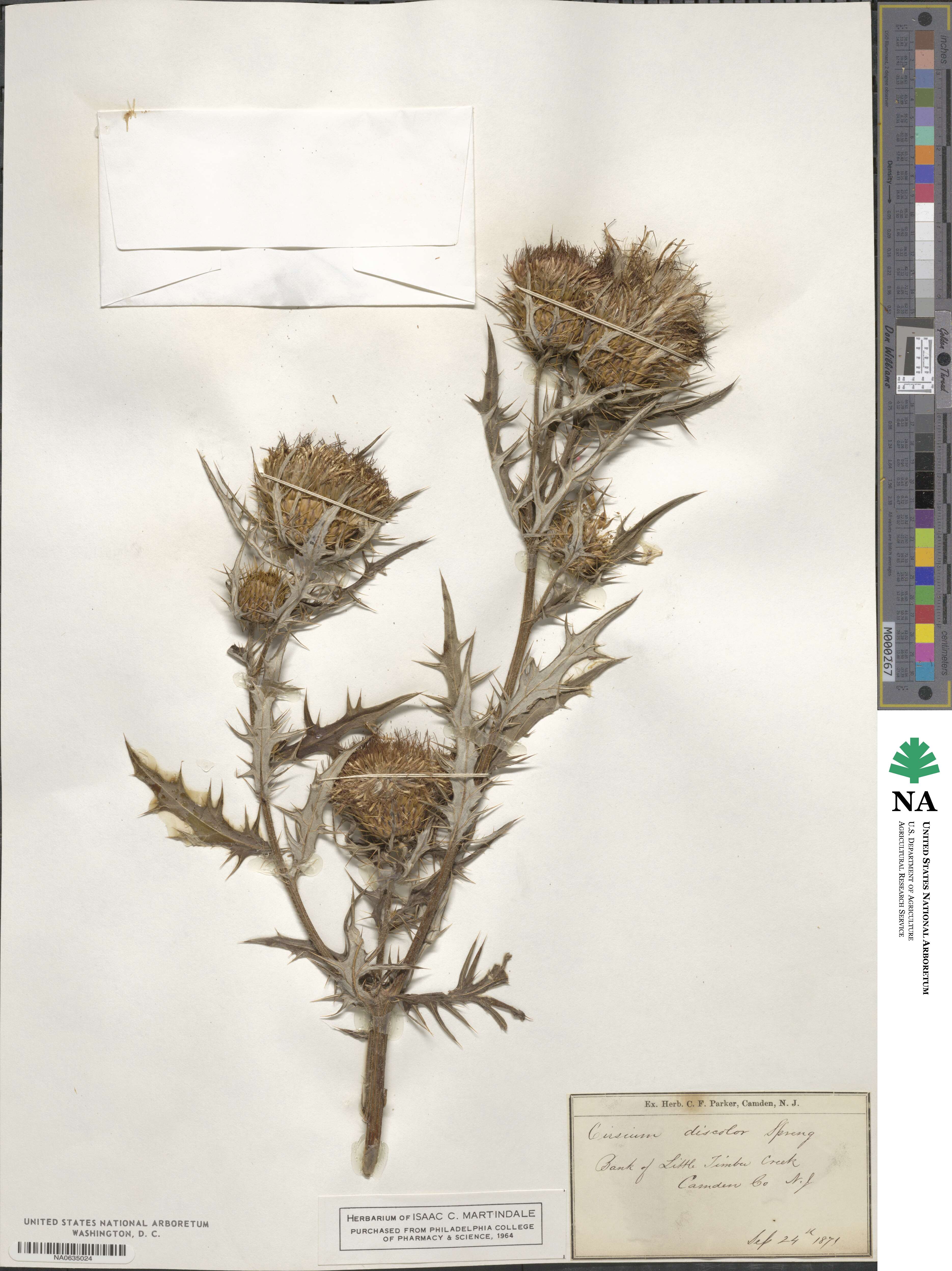 Cirsium discolor image