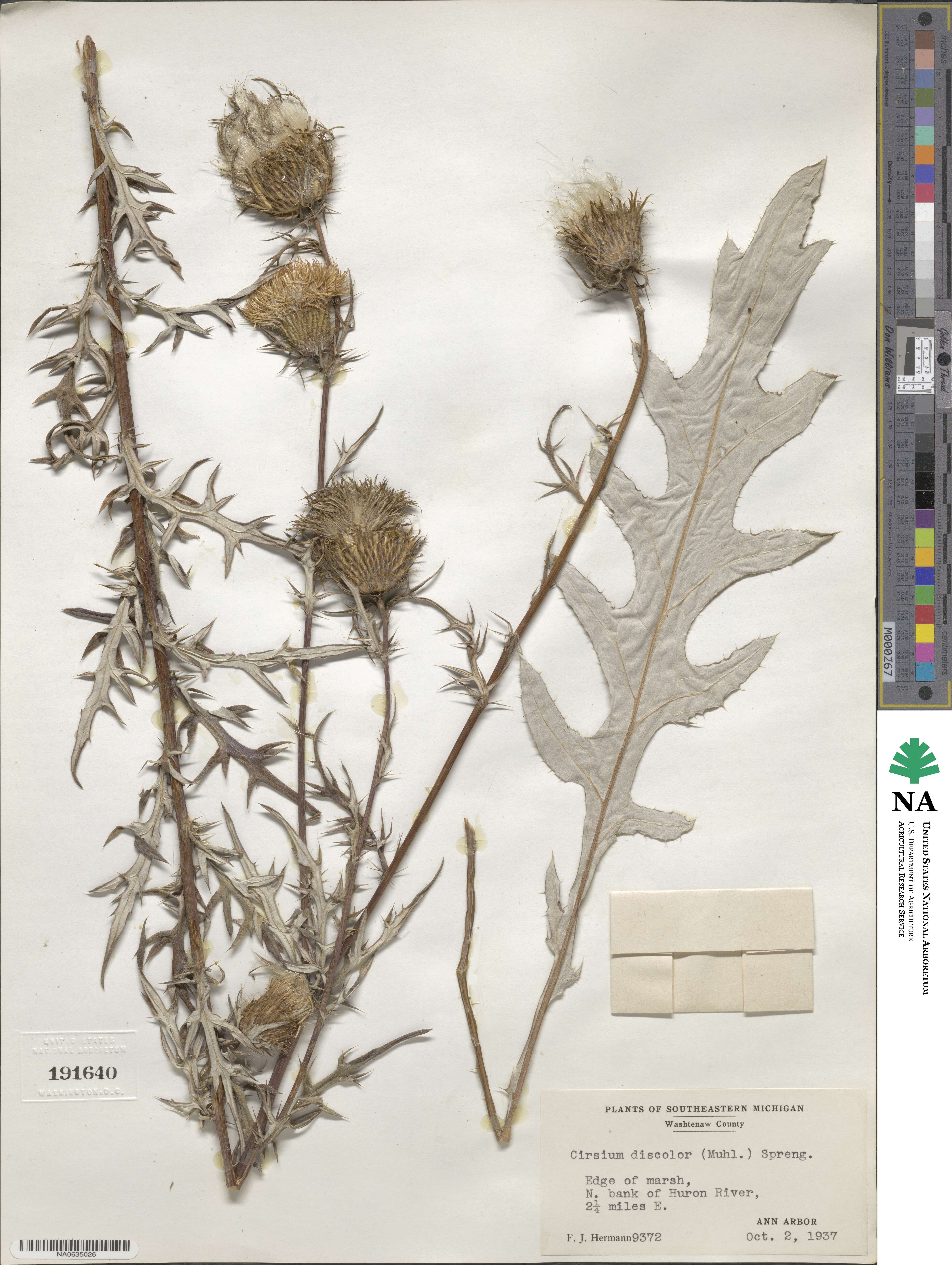 Cirsium discolor image