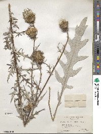 Cirsium discolor image