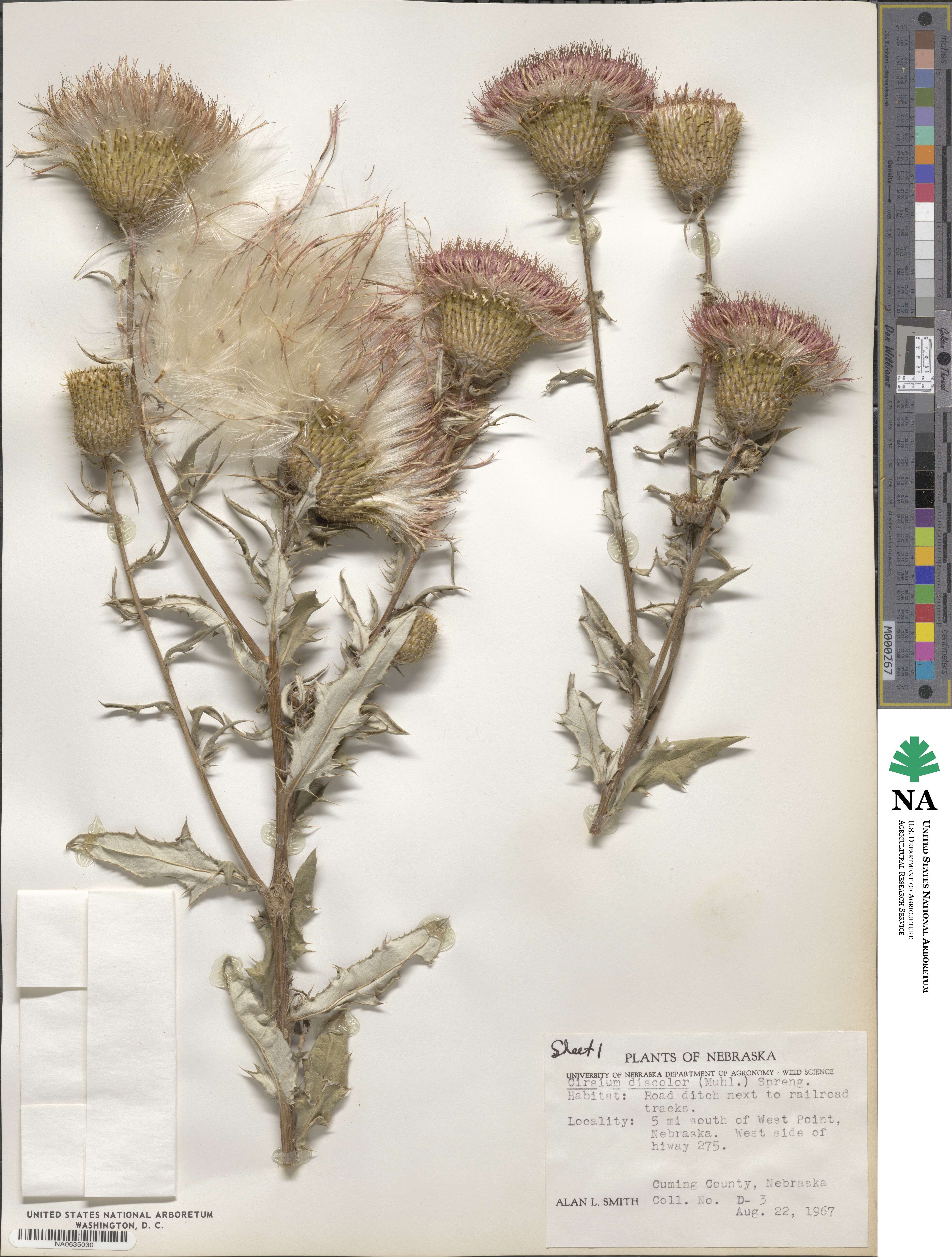 Cirsium discolor image