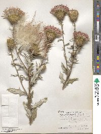 Cirsium discolor image