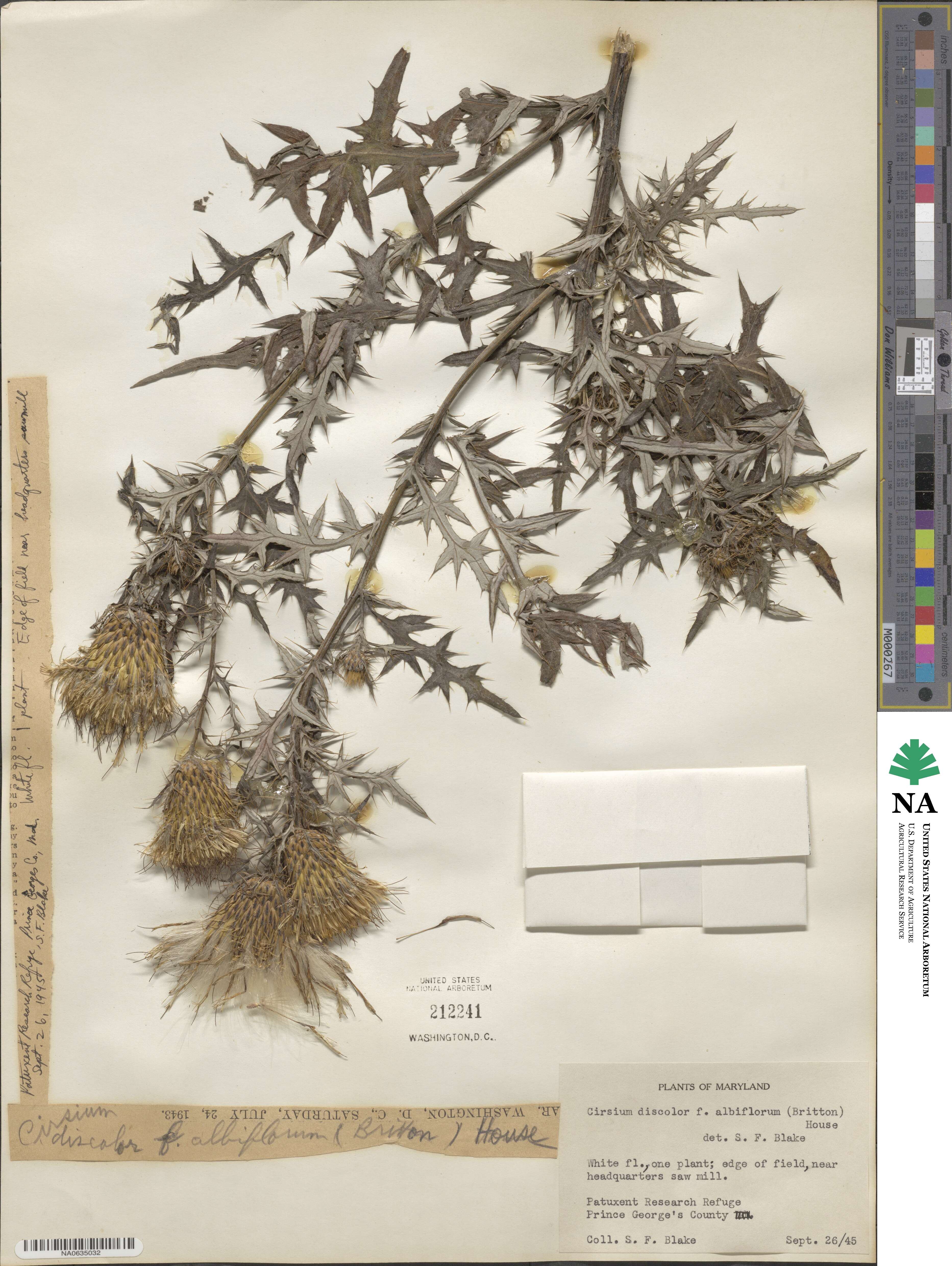 Cirsium discolor image