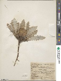 Cirsium scariosum image