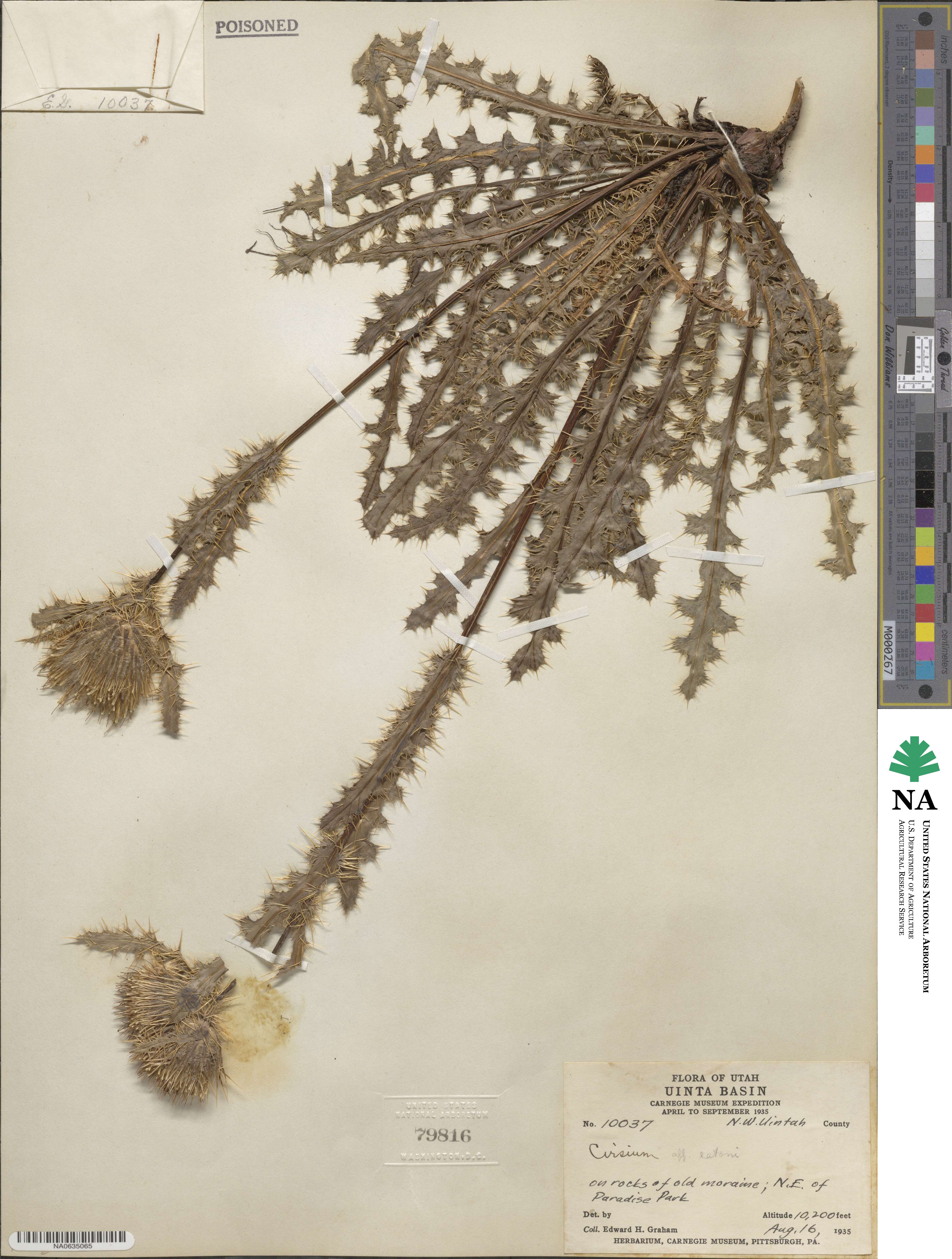 Cirsium eatonii image
