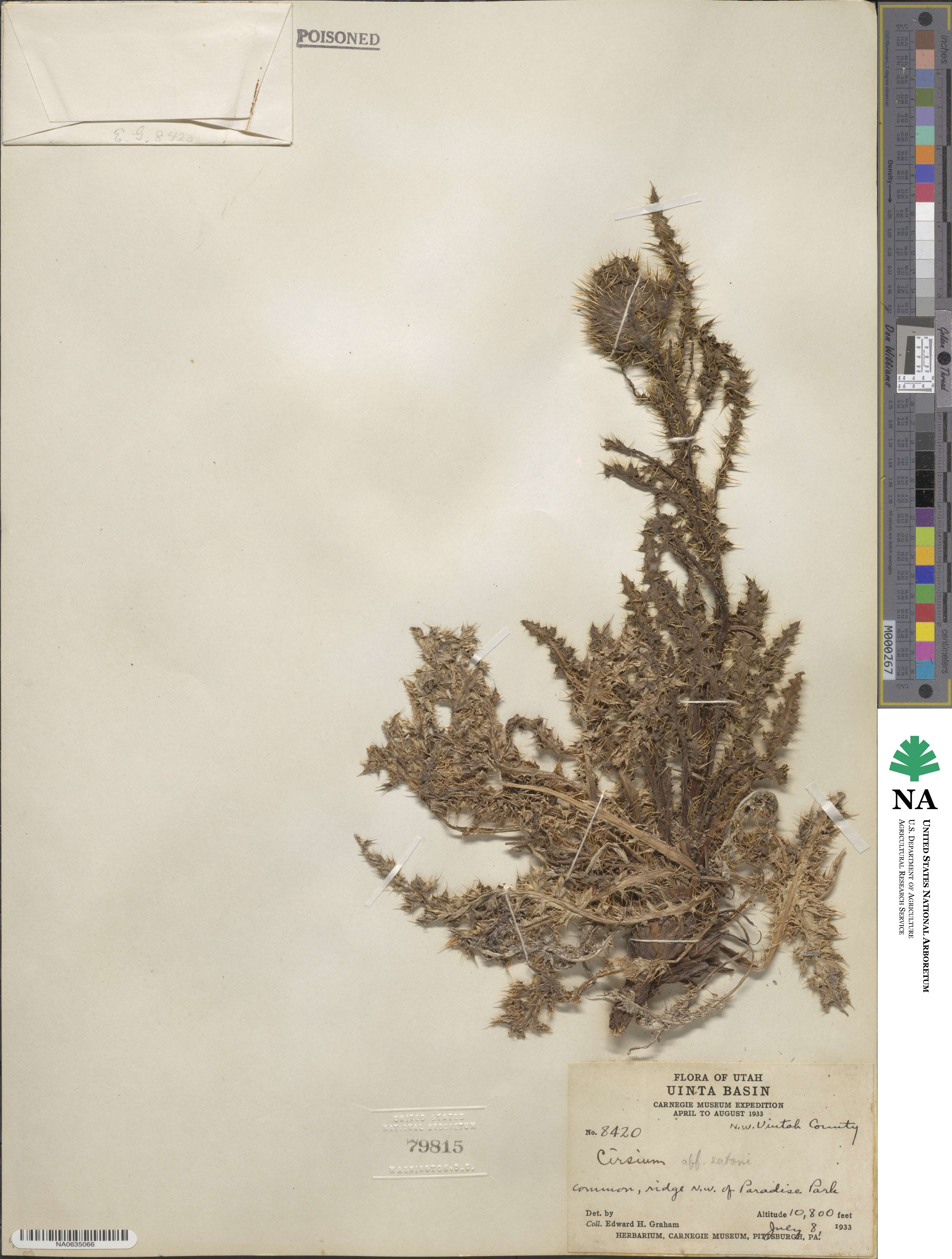 Cirsium eatonii image