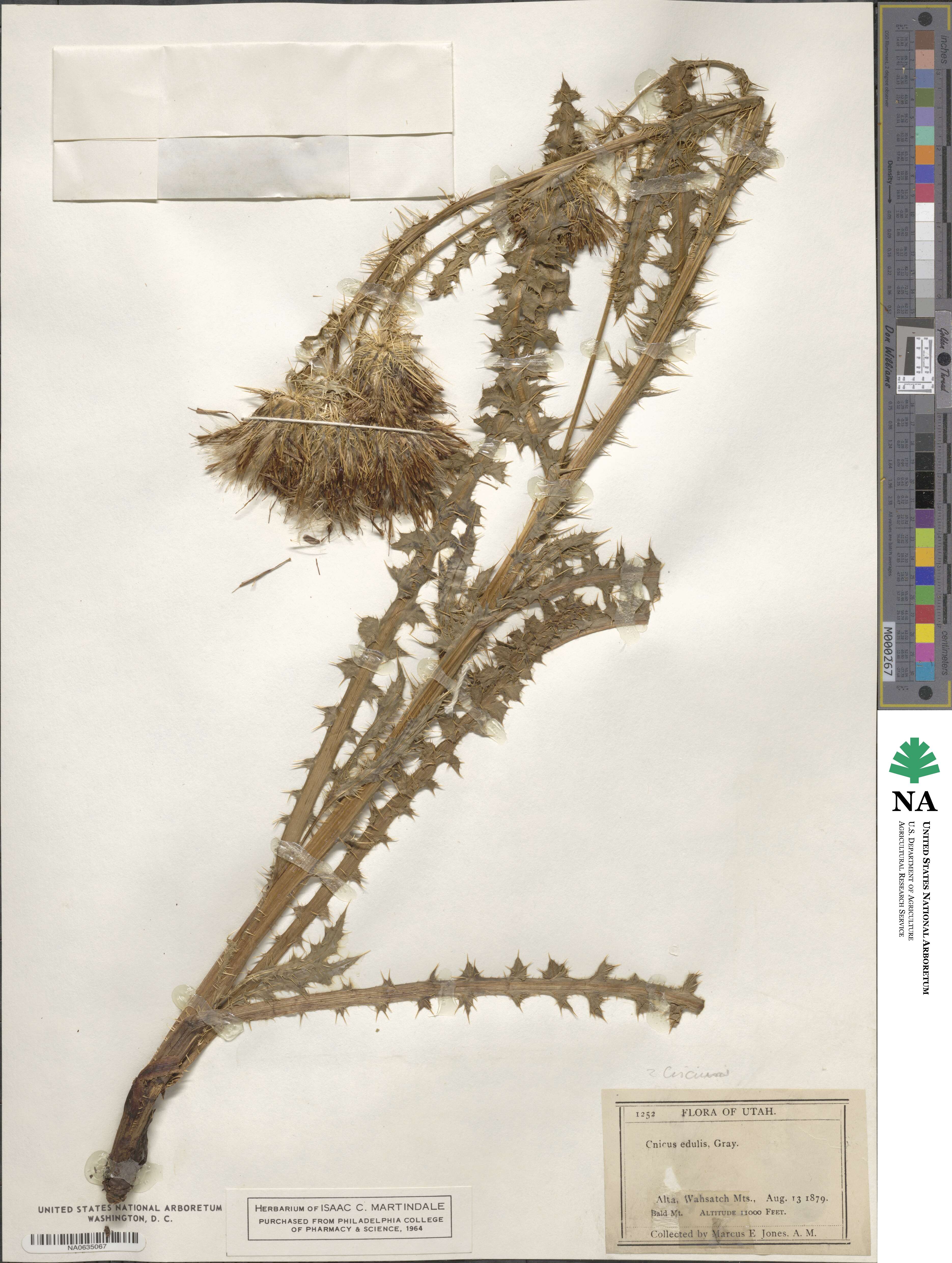 Cirsium edule image