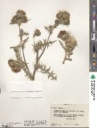 Cirsium edule image