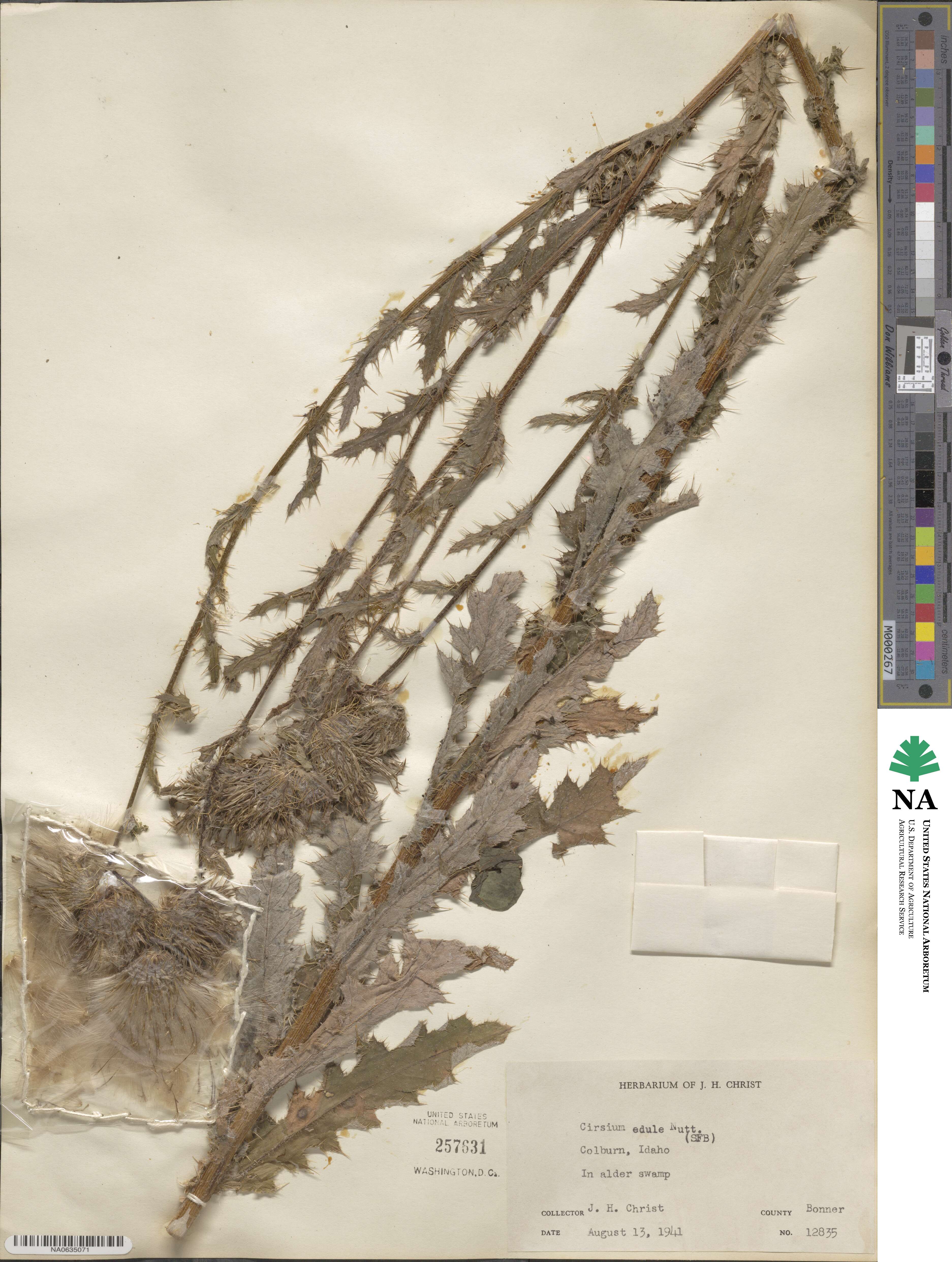 Cirsium edule image
