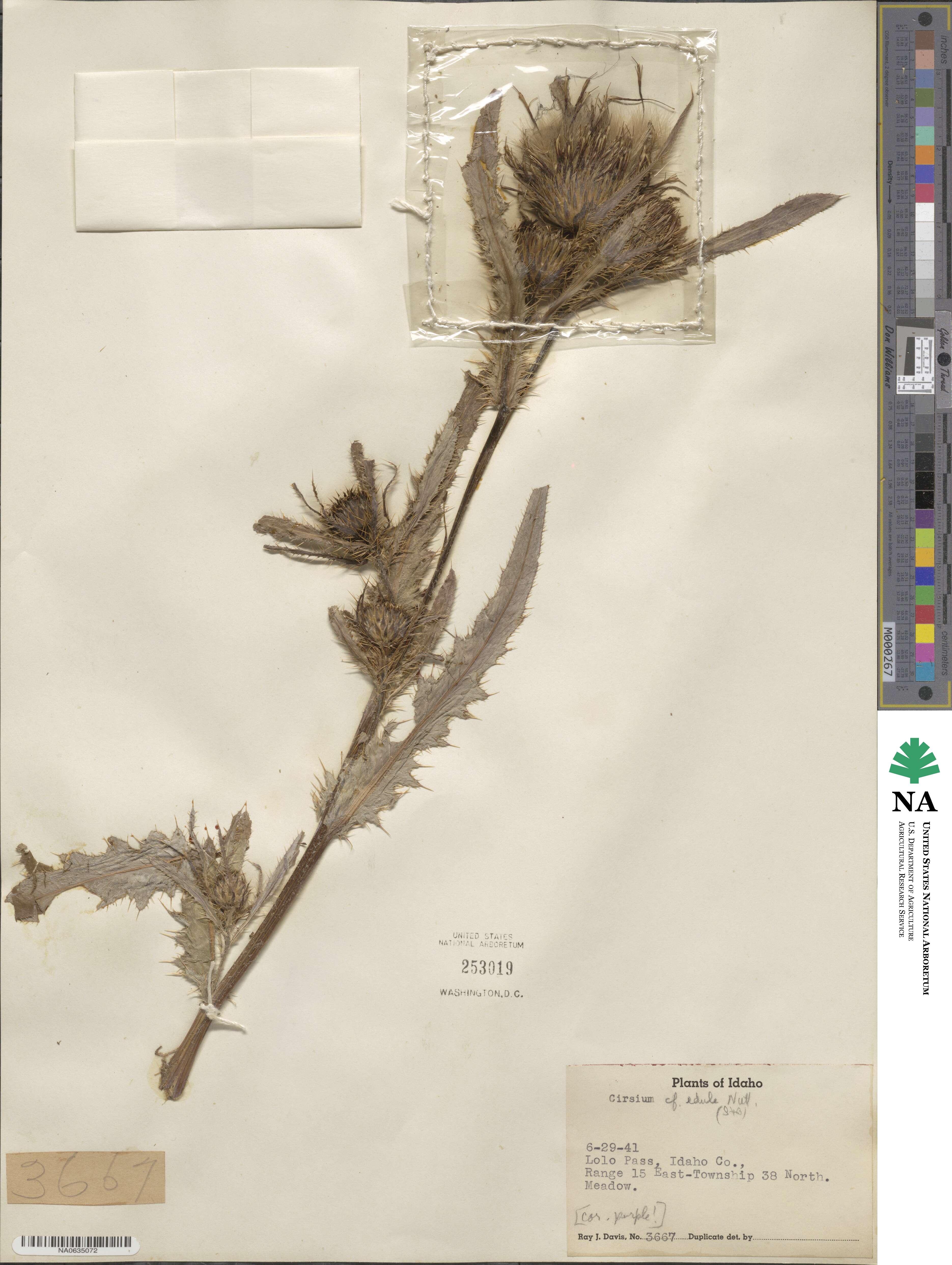 Cirsium edule image