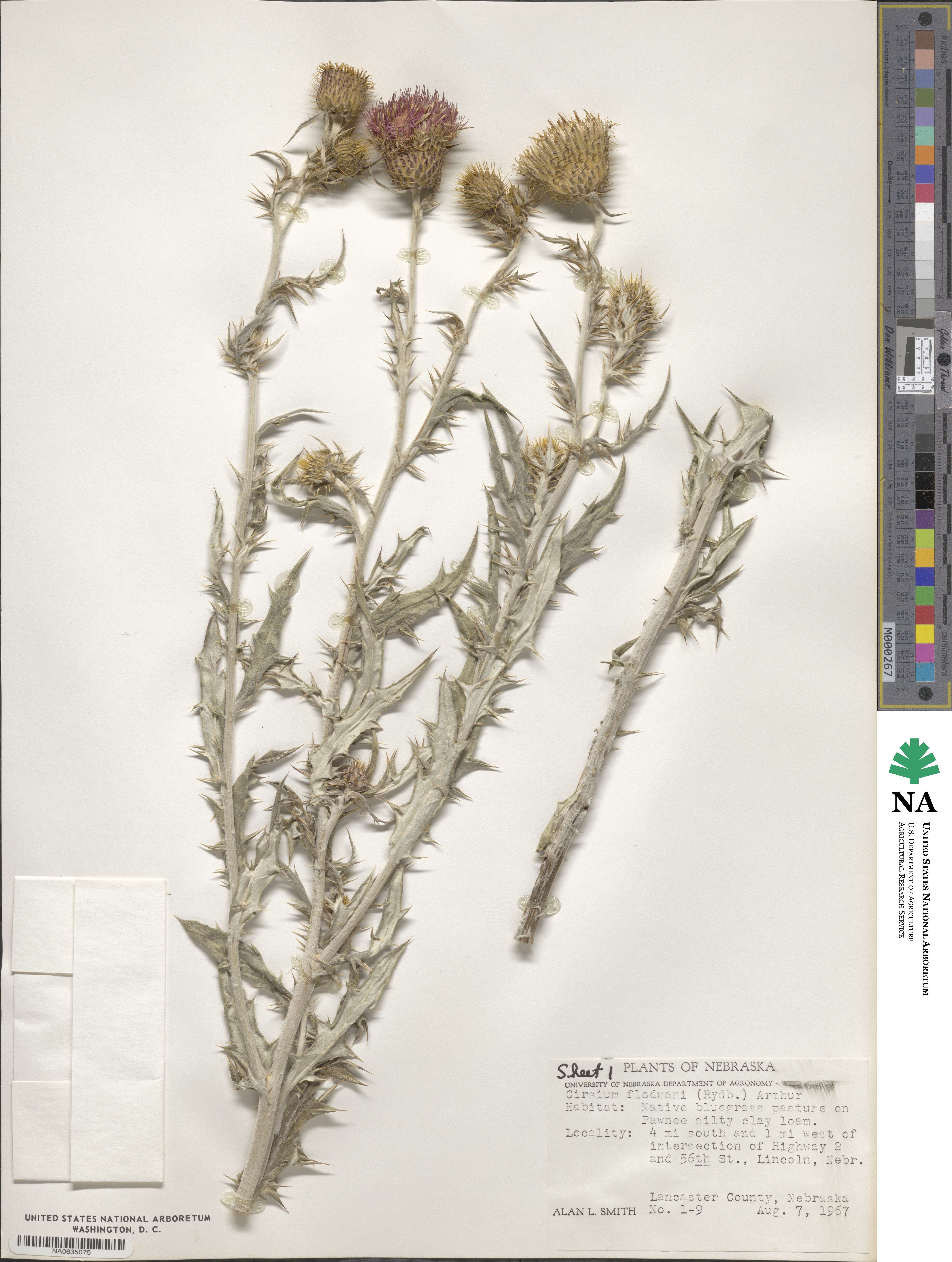 Cirsium flodmanii image