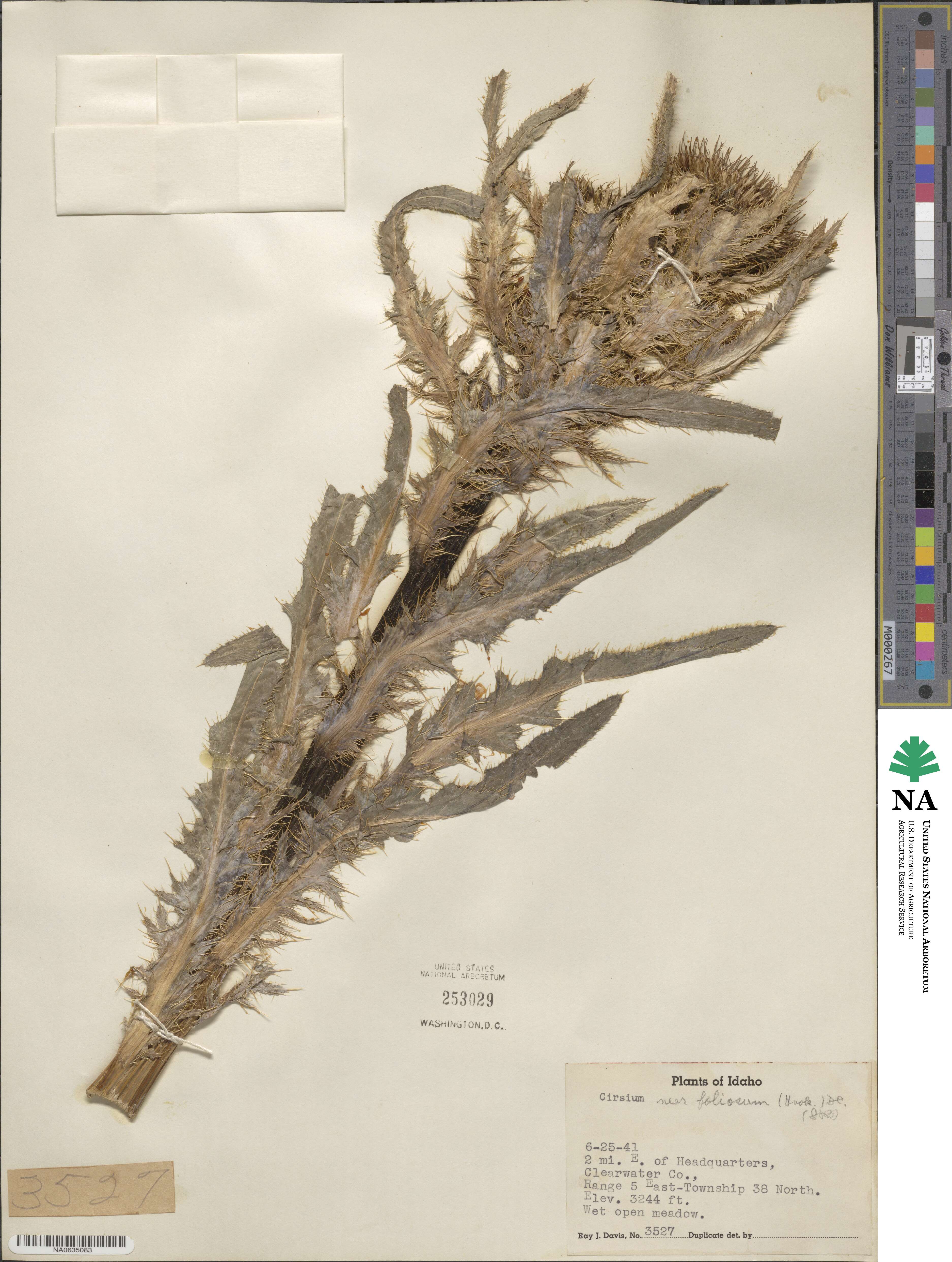 Cirsium foliosum image