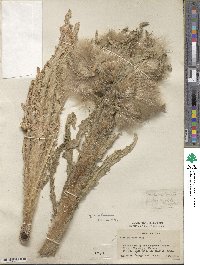 Cirsium foliosum image