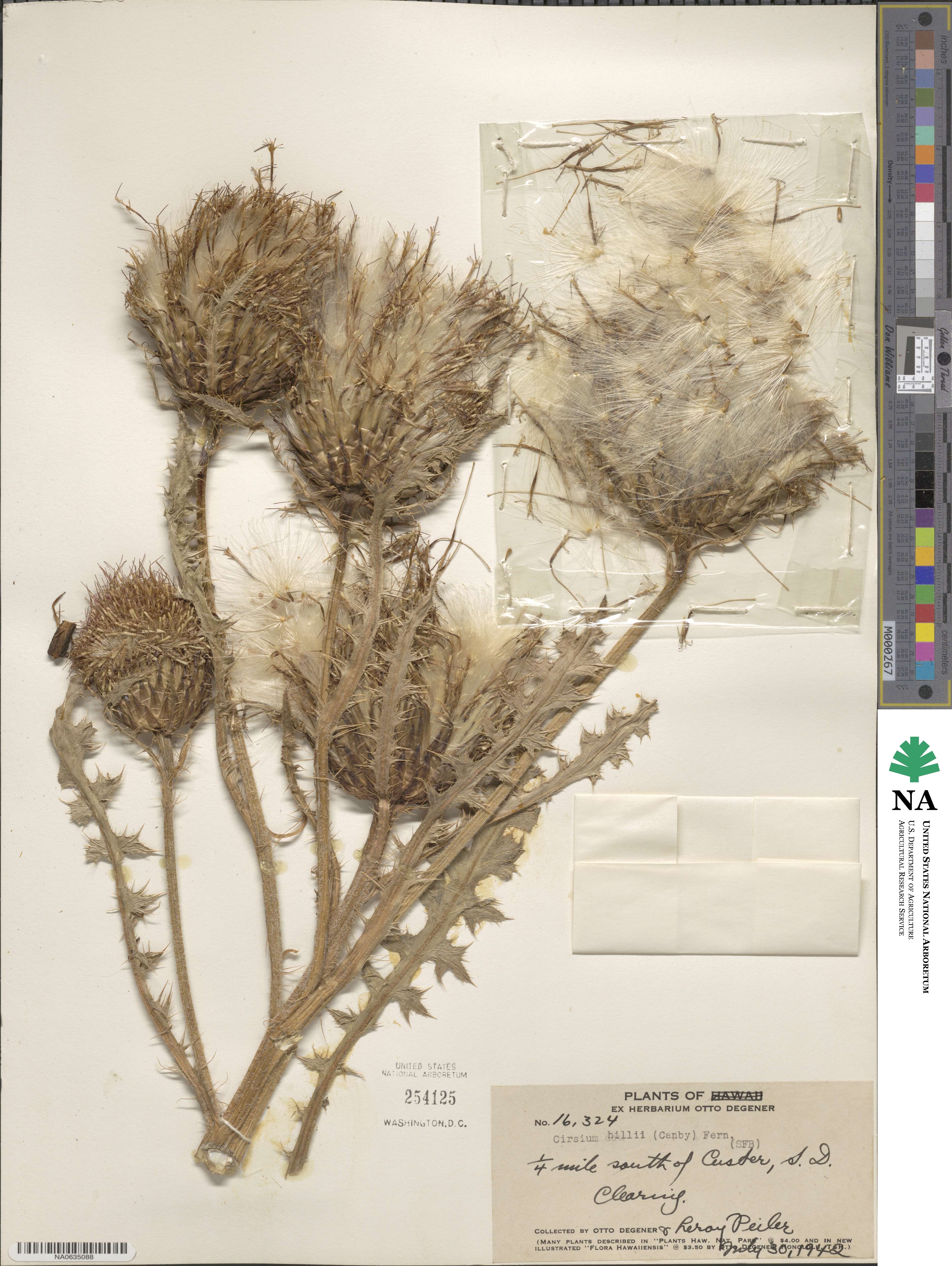 Cirsium pumilum var. hillii image