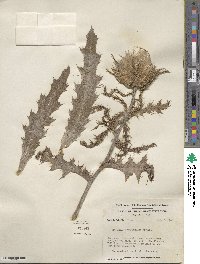 Cirsium horridulum image