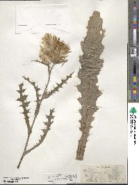 Cirsium horridulum image