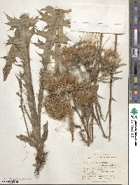 Cirsium horridulum image