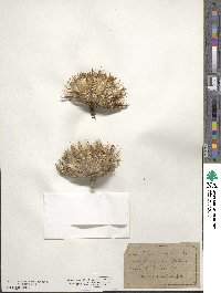 Cirsium horridulum image