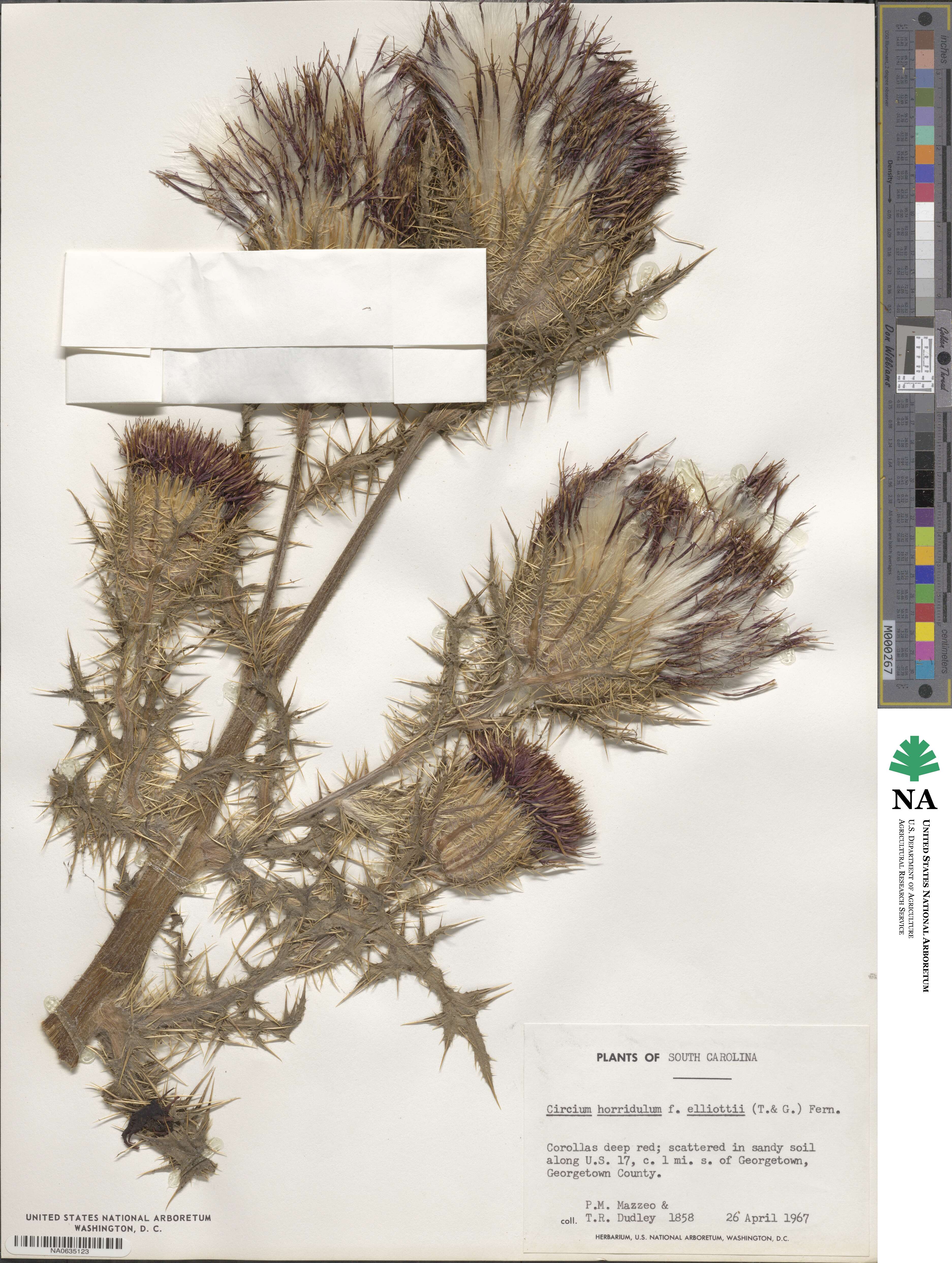 Cirsium horridulum image