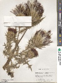 Cirsium horridulum image