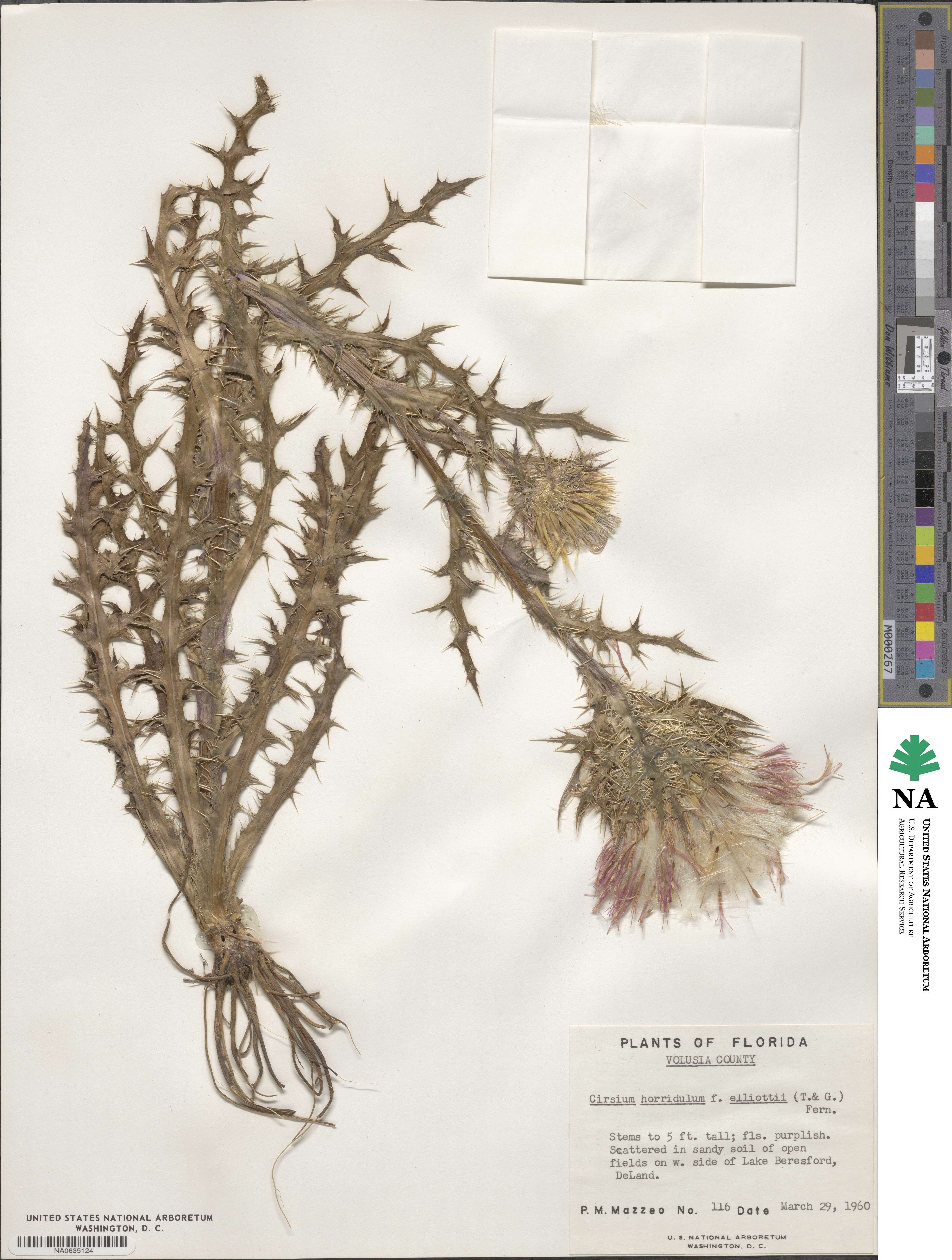 Cirsium horridulum image