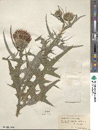 Cirsium lanceolatum image