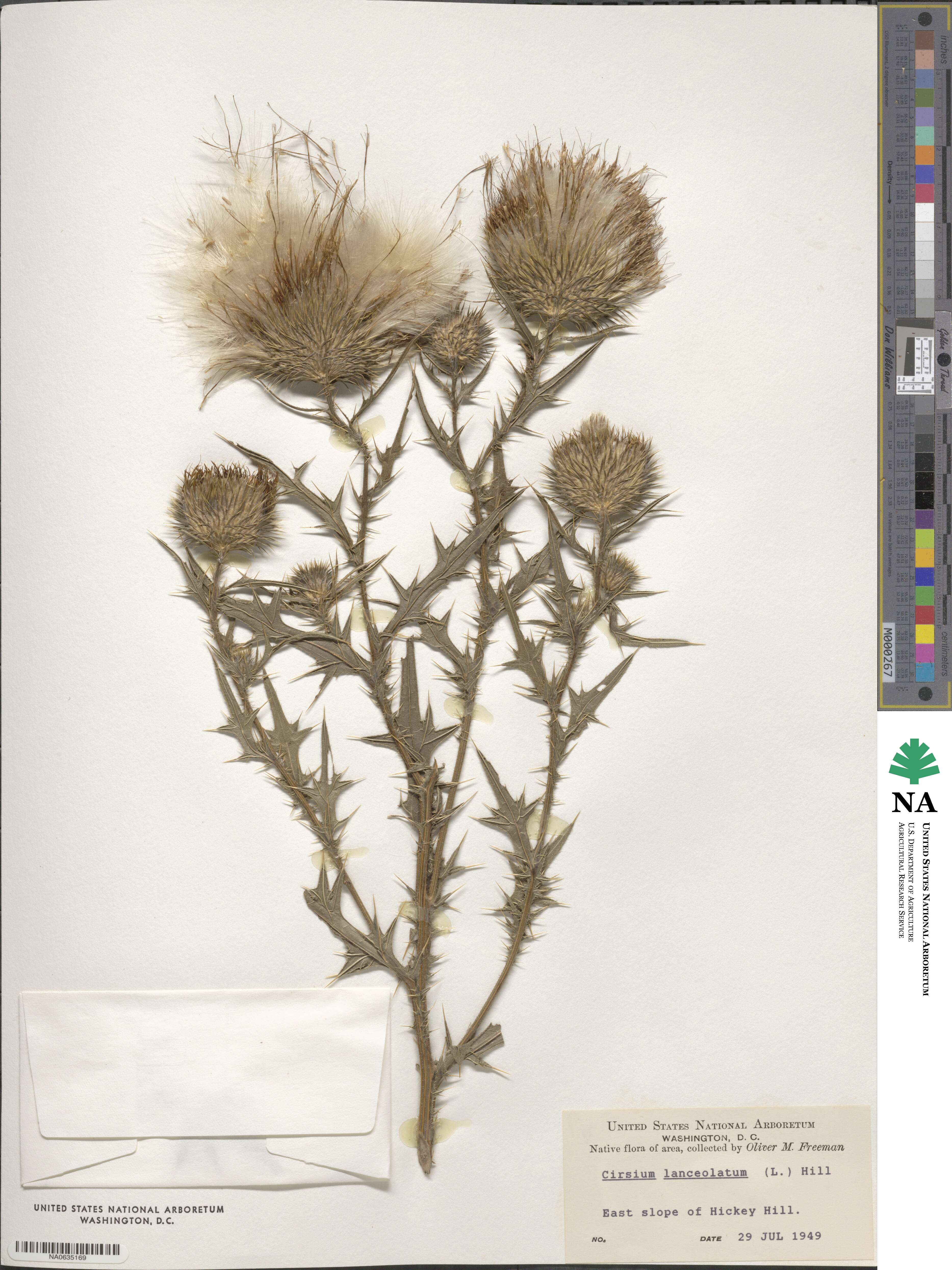 Cirsium lanceolatum image