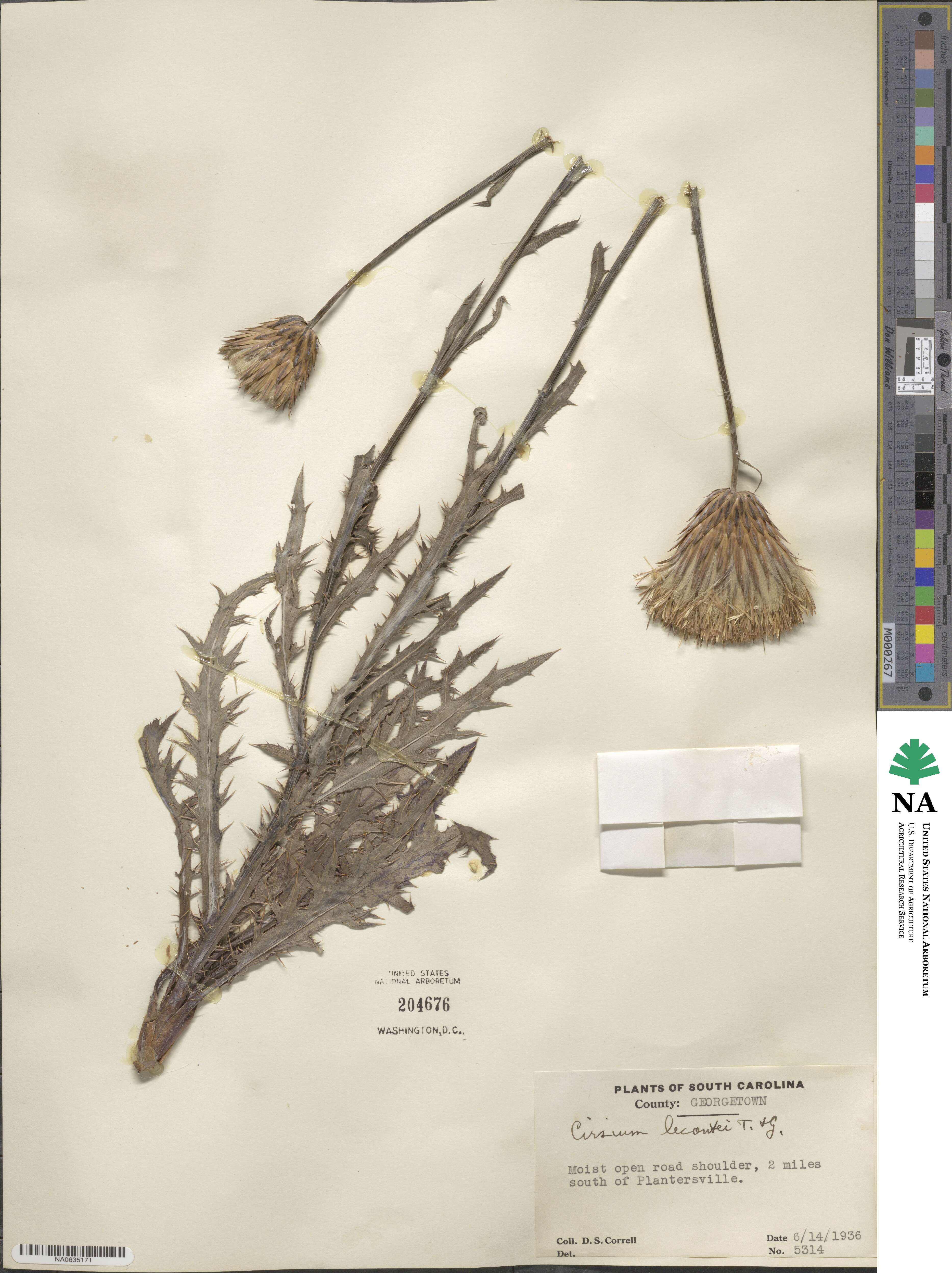 Cirsium lecontei image