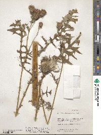 Cirsium muticum image