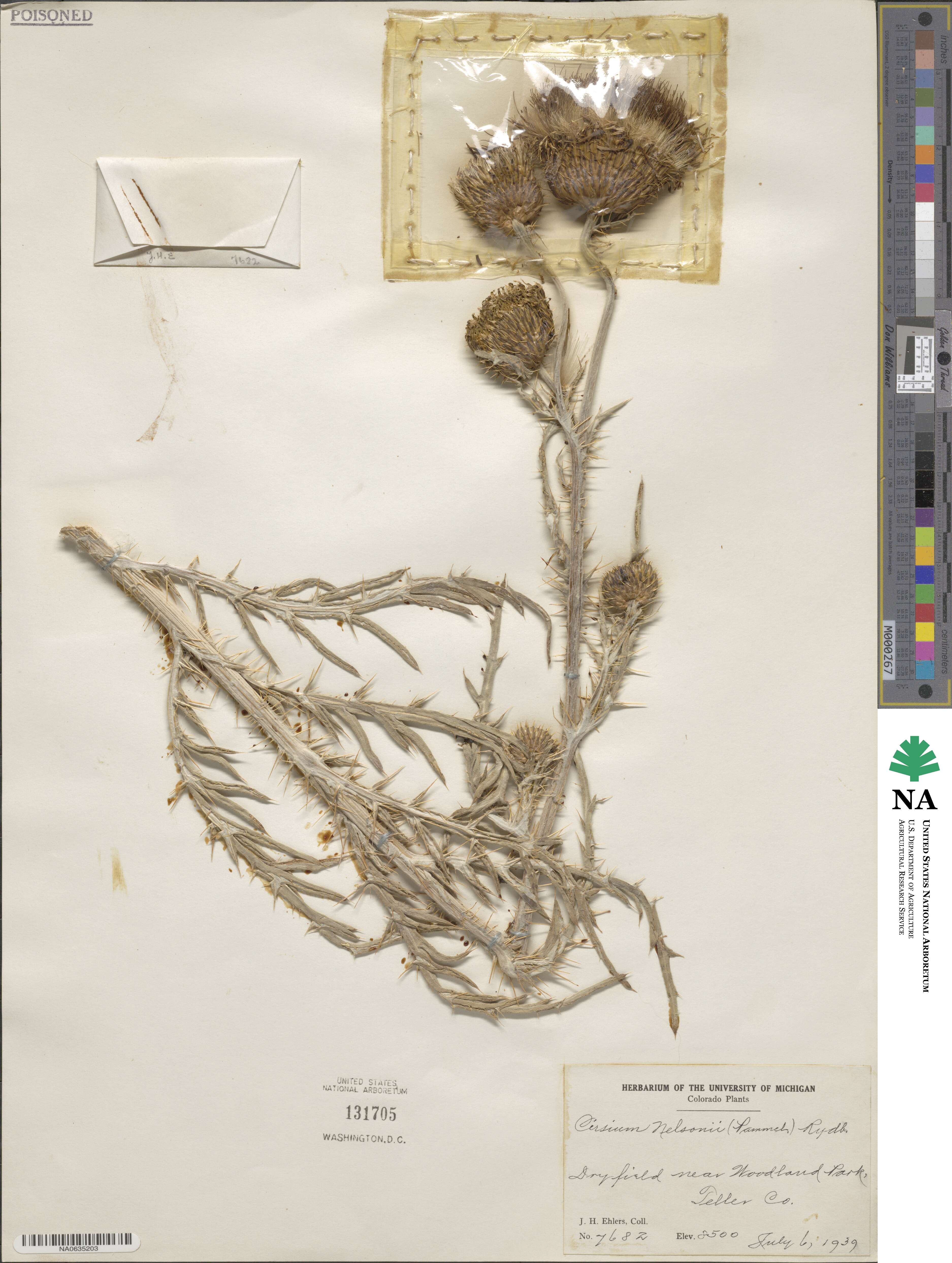 Cirsium canescens image