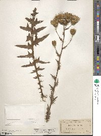 Cirsium nuttalii image