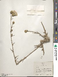 Cirsium nuttalii image