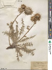 Cirsium arizonicum image