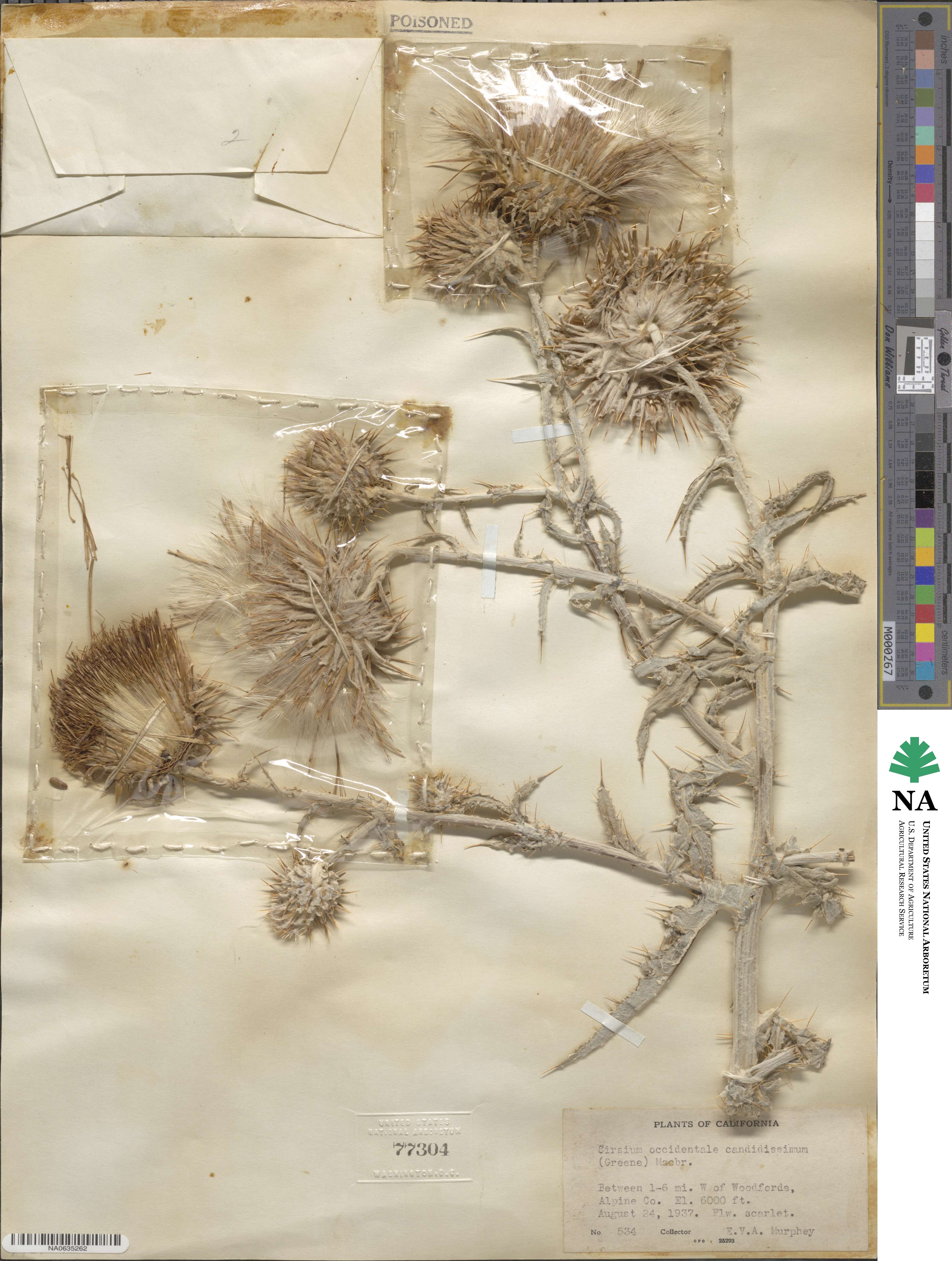 Cirsium occidentale var. candidissimum image