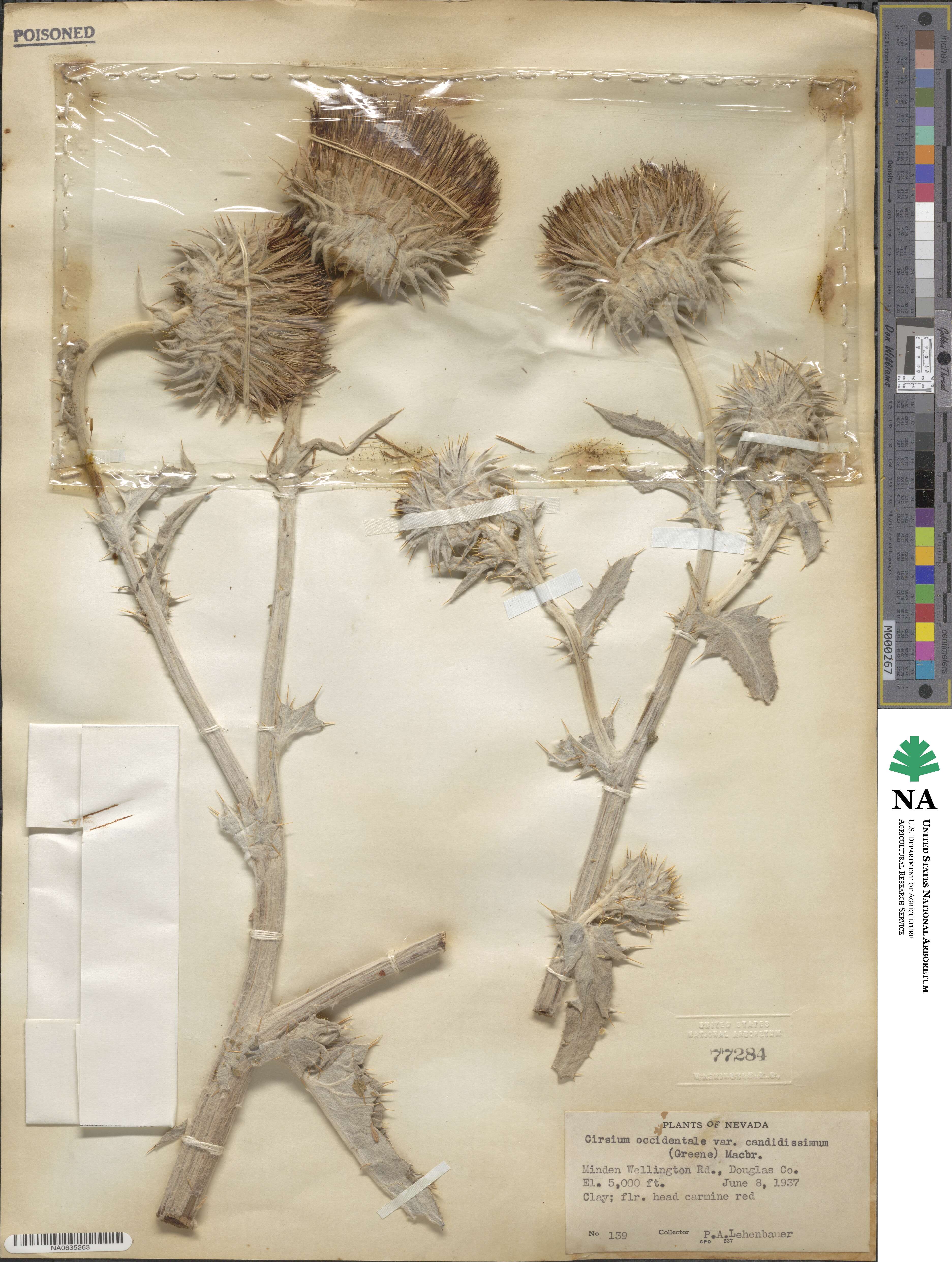 Cirsium occidentale var. candidissimum image