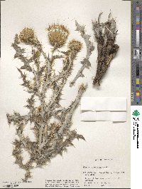 Cirsium ochrocentrum image