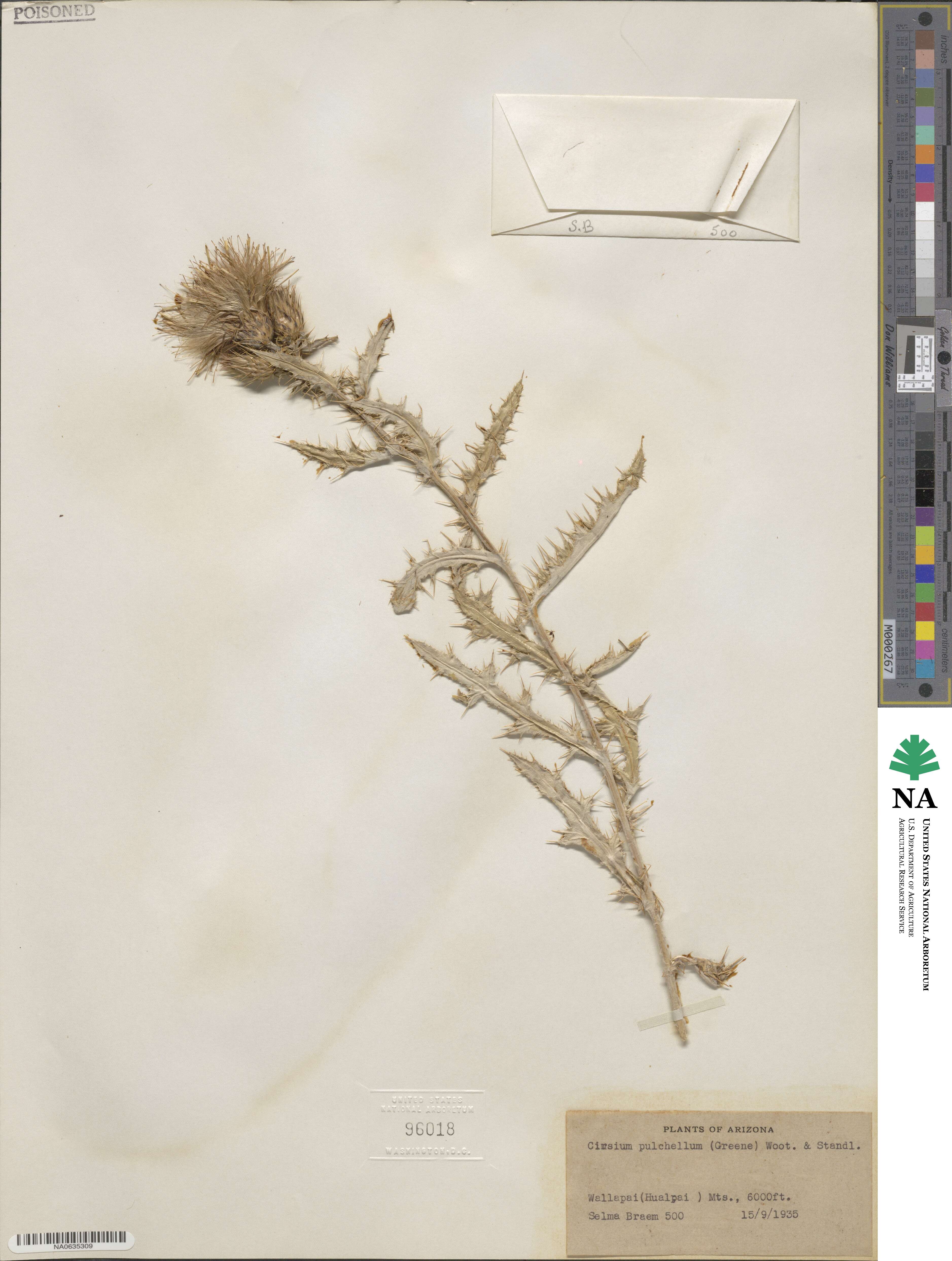 Cirsium arizonicum var. bipinnatum image