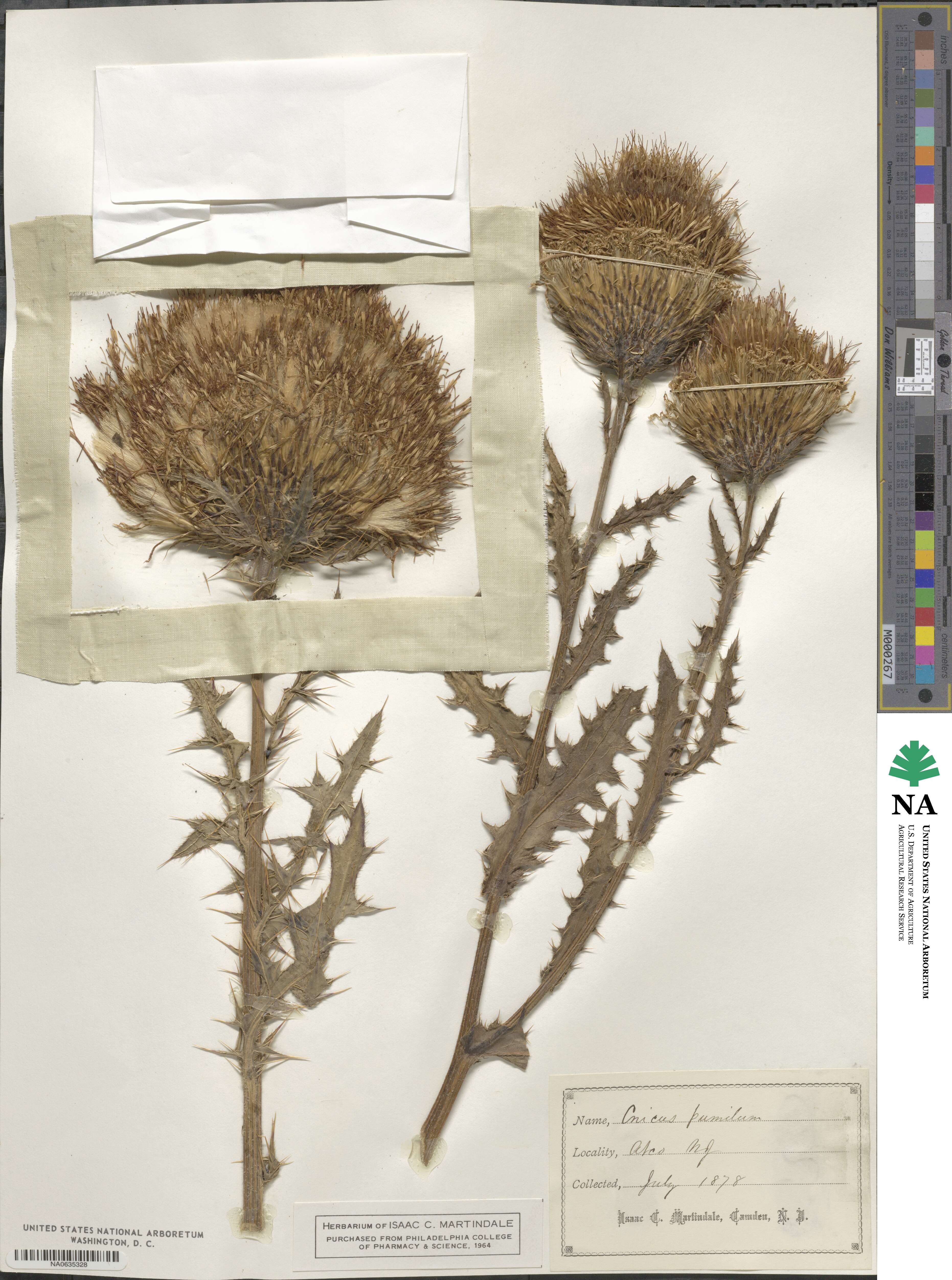 Cirsium pumilum image