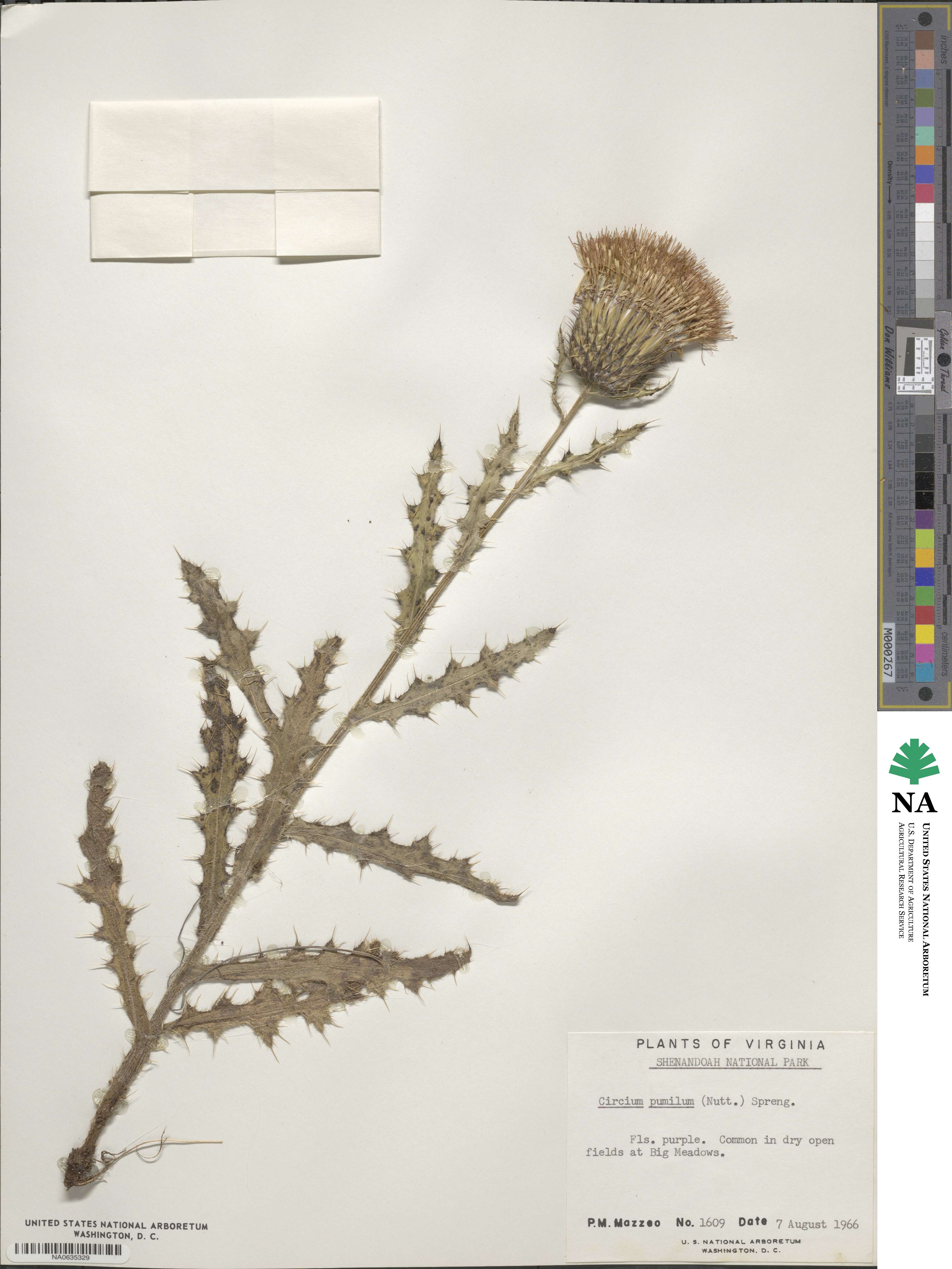 Cirsium pumilum image