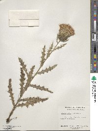 Cirsium pumilum image