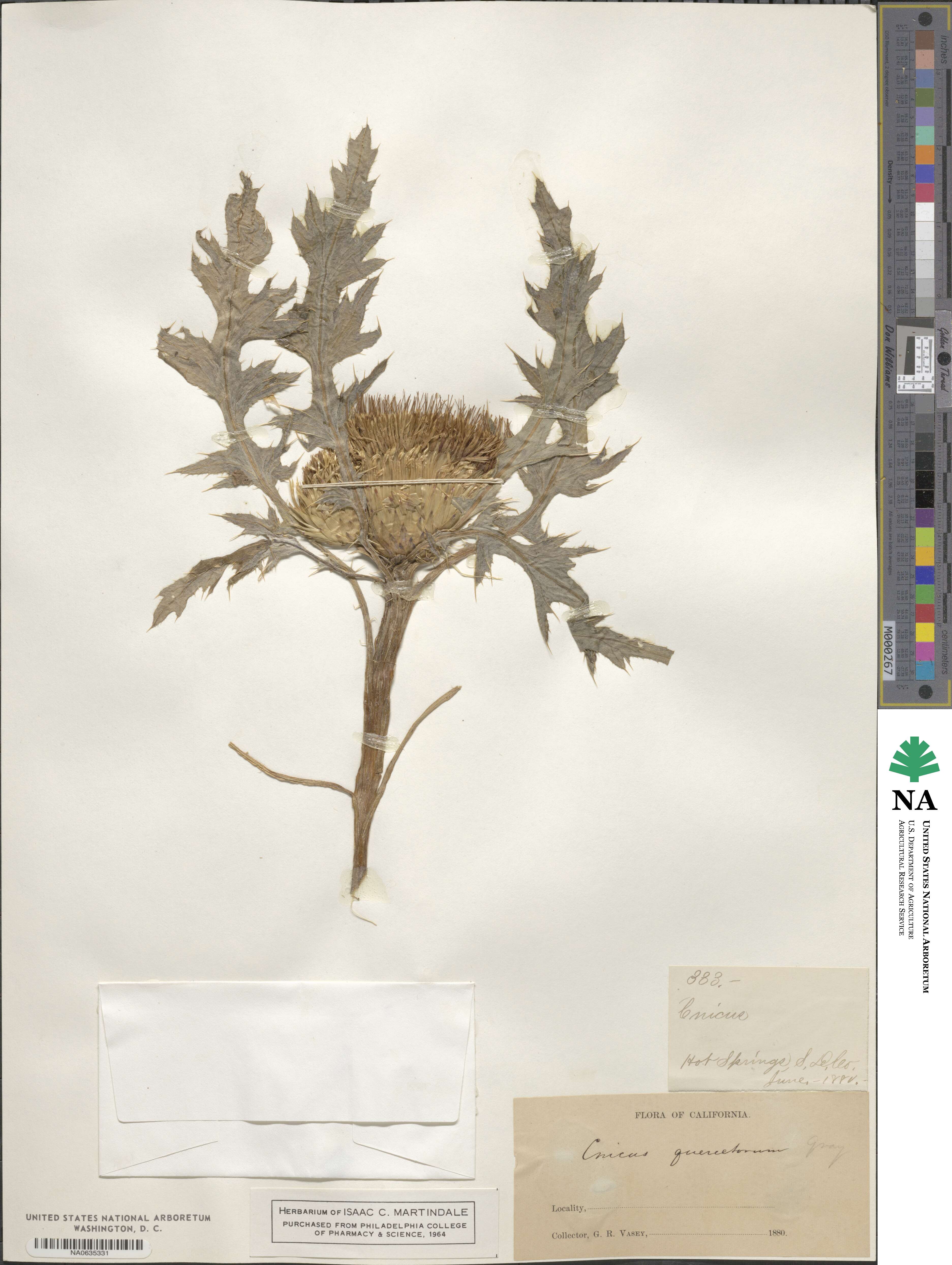 Cirsium quercetorum image